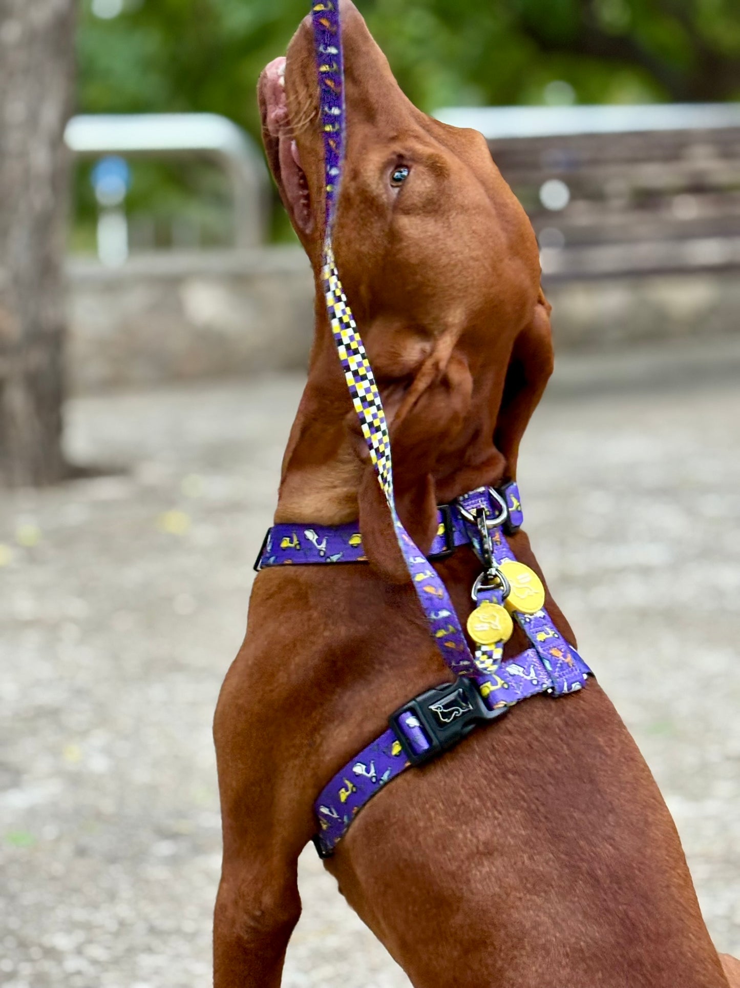 ARNÉS CLÁSICO H VESPA