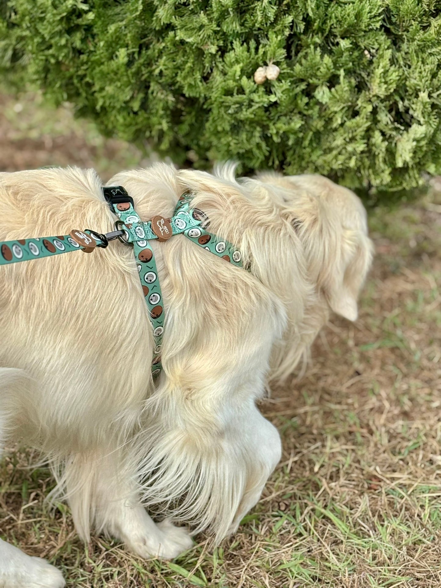 ARNÉS CLÁSICO H COCO