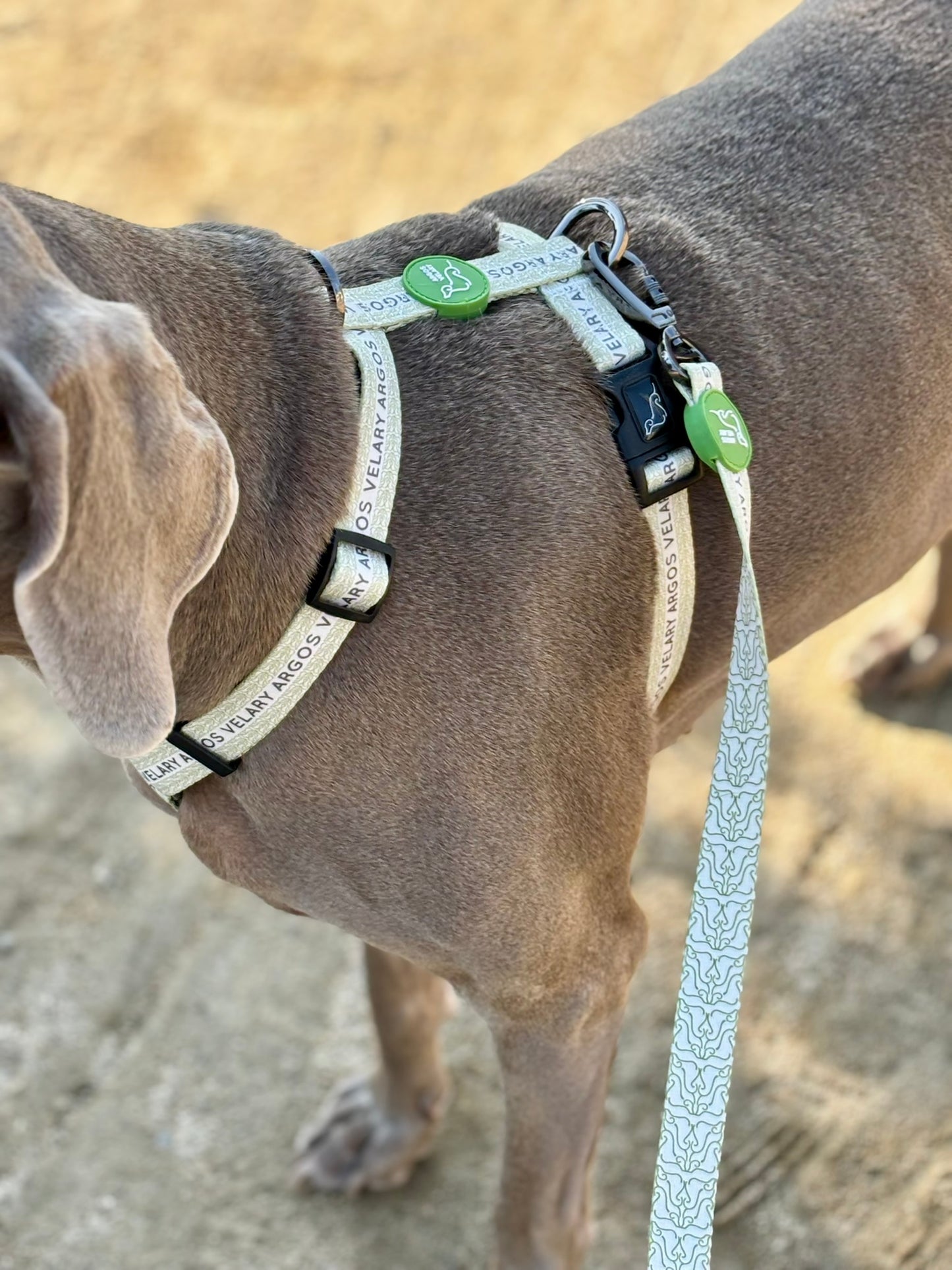 ARNÉS CLÁSICO H ARGOS VELARY