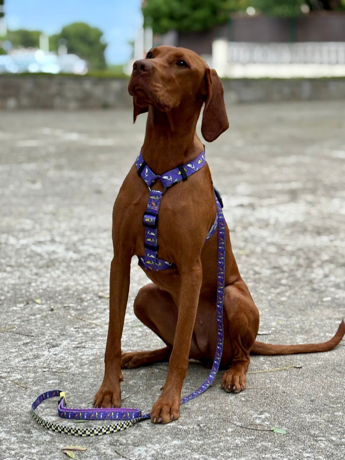 Arnés vs. collar: cuál es mejor y más seguro para pasear a tu perro