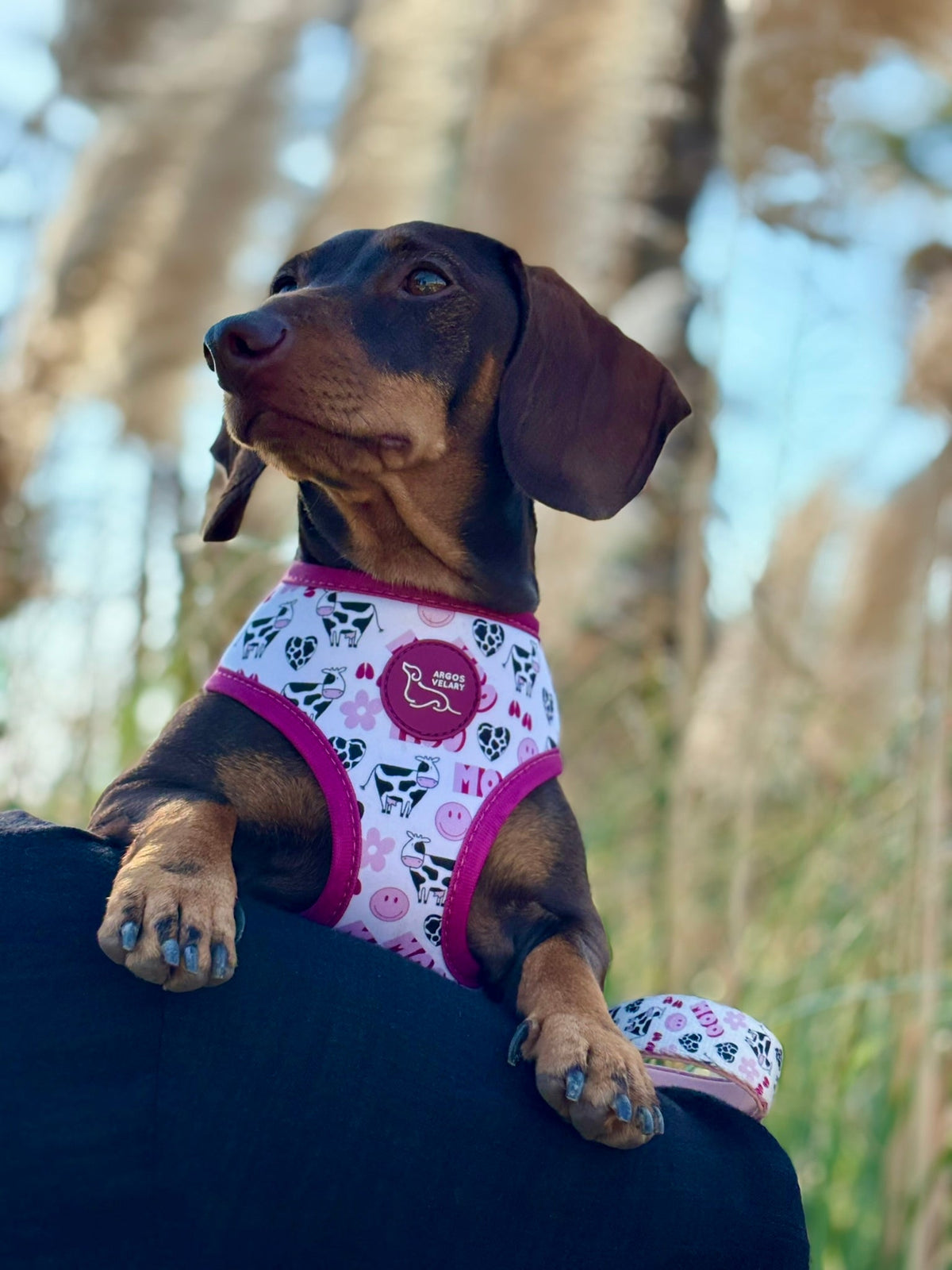 Regalos de Navidad para perros: guía por presupuesto y tipo de perro - ARGOS VELARY