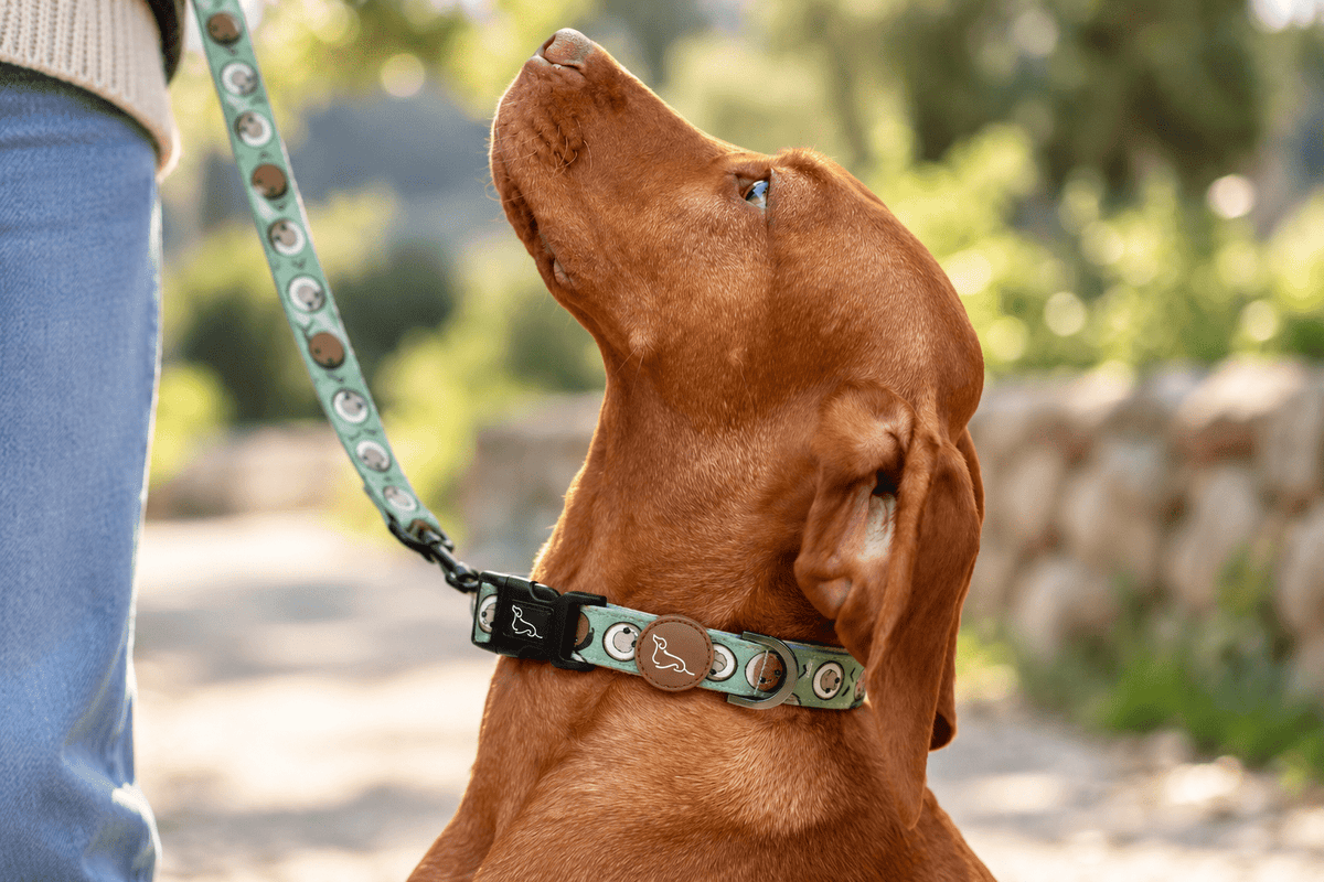 Collares - ARGOS VELARY
