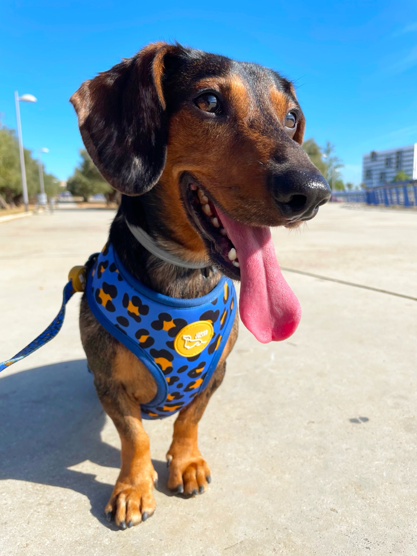 ARNÉS REVERSIBLE LEOPARDO