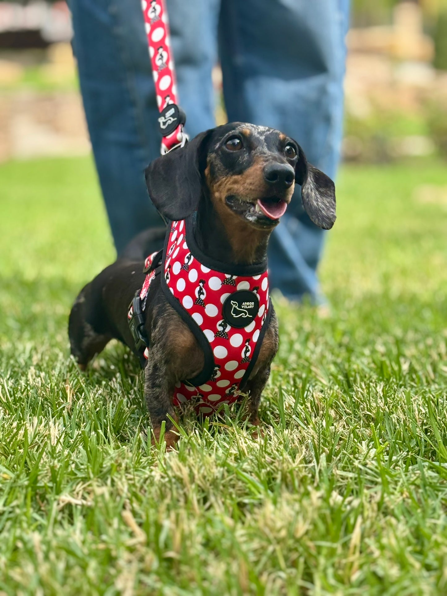 ARNÉS REVERSIBLE TOPOS