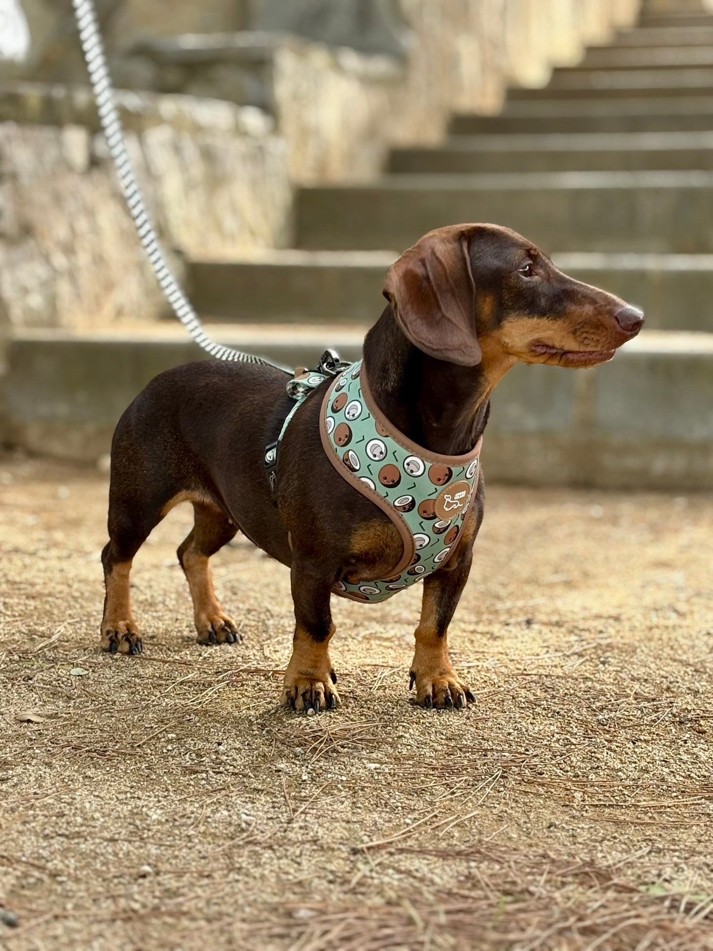 ARNÉS REVERSIBLE COCO