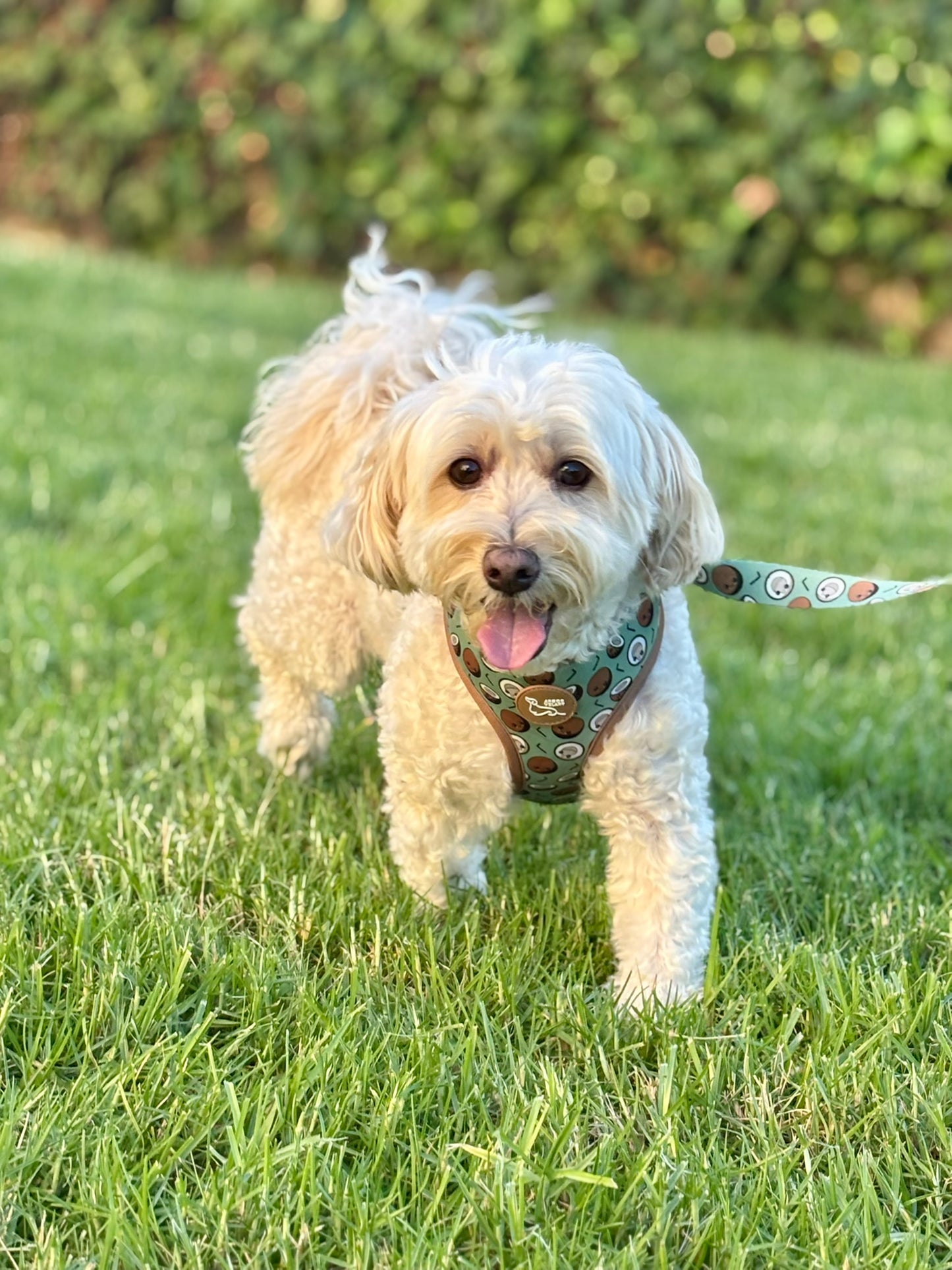 ARNÉS REVERSIBLE COCO