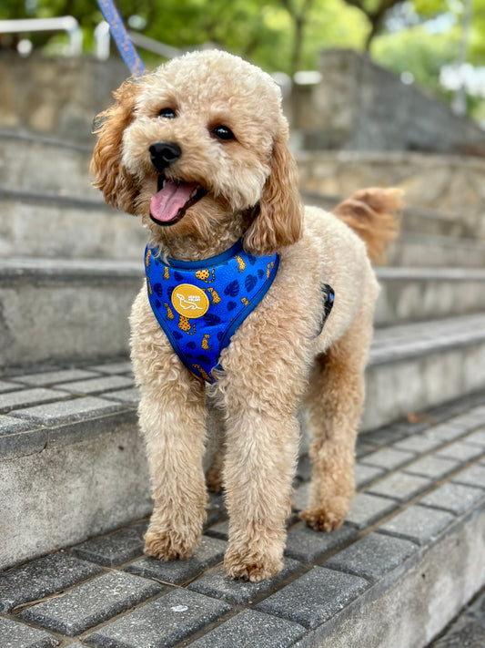 ARNÉS REVERSIBLE LEOPARDO