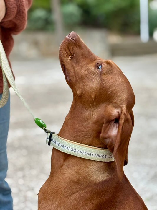 COLLAR ARGOS VELARY