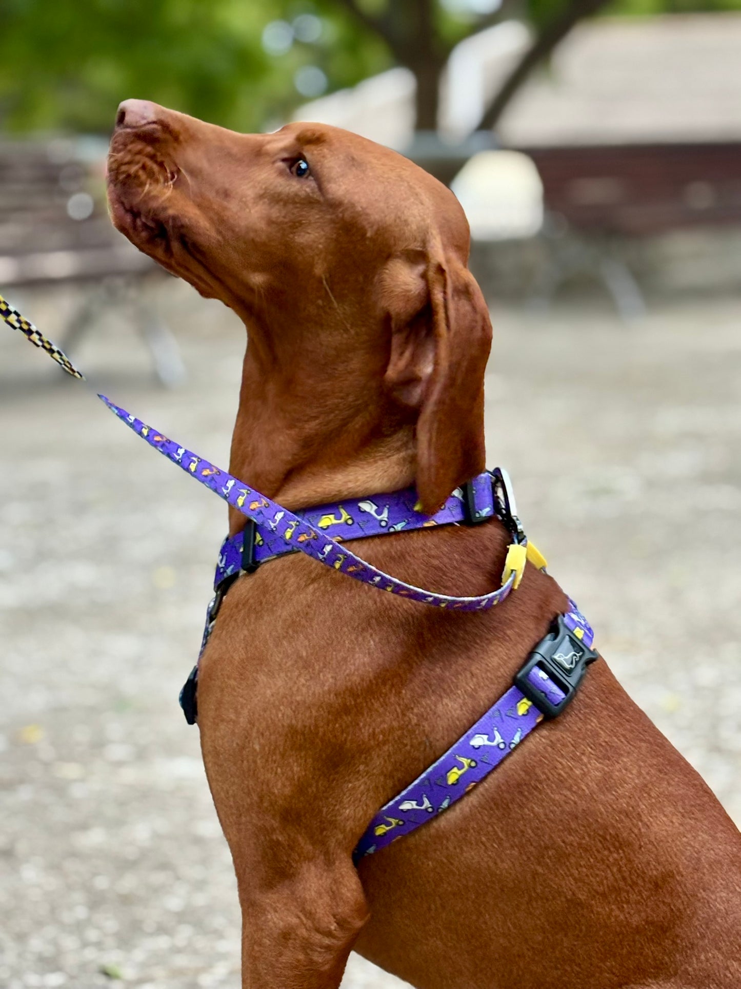 ARNÉS CLÁSICO H VESPA