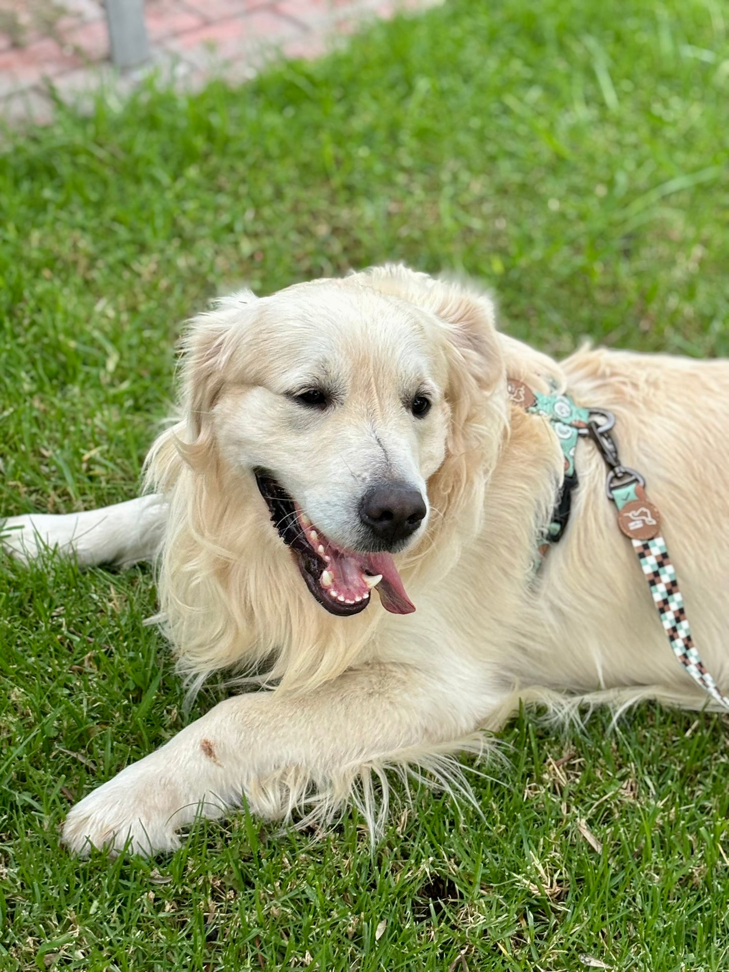 ARNÉS CLÁSICO H COCO