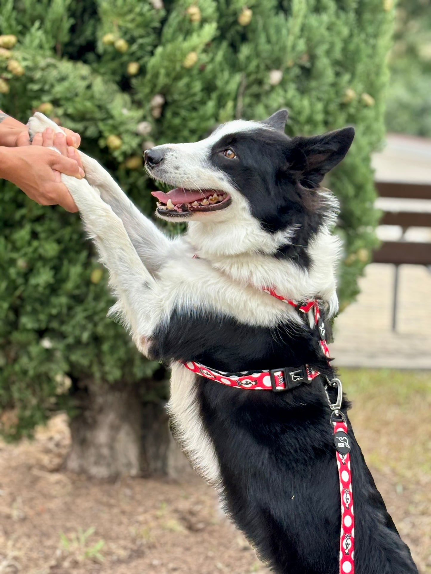 ARNÉS CLÁSICO H TOPOS