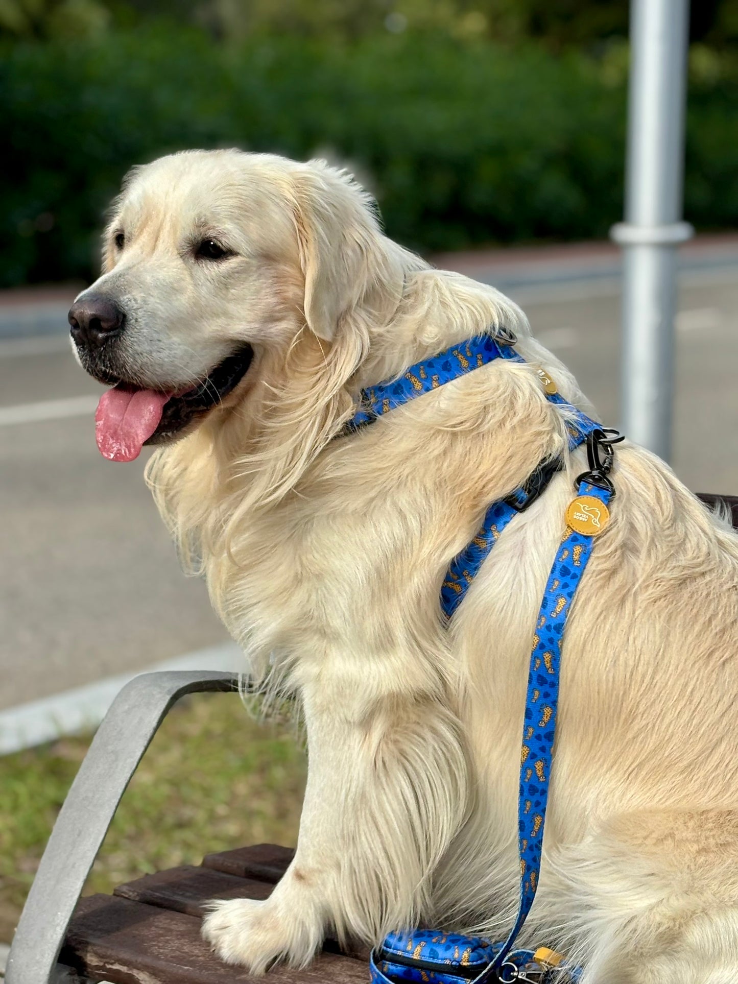 ARNÉS CLÁSICO H LEOPARDO