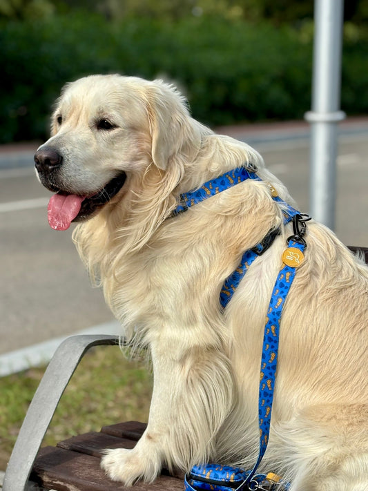 ARNÉS CLÁSICO H LEOPARDO