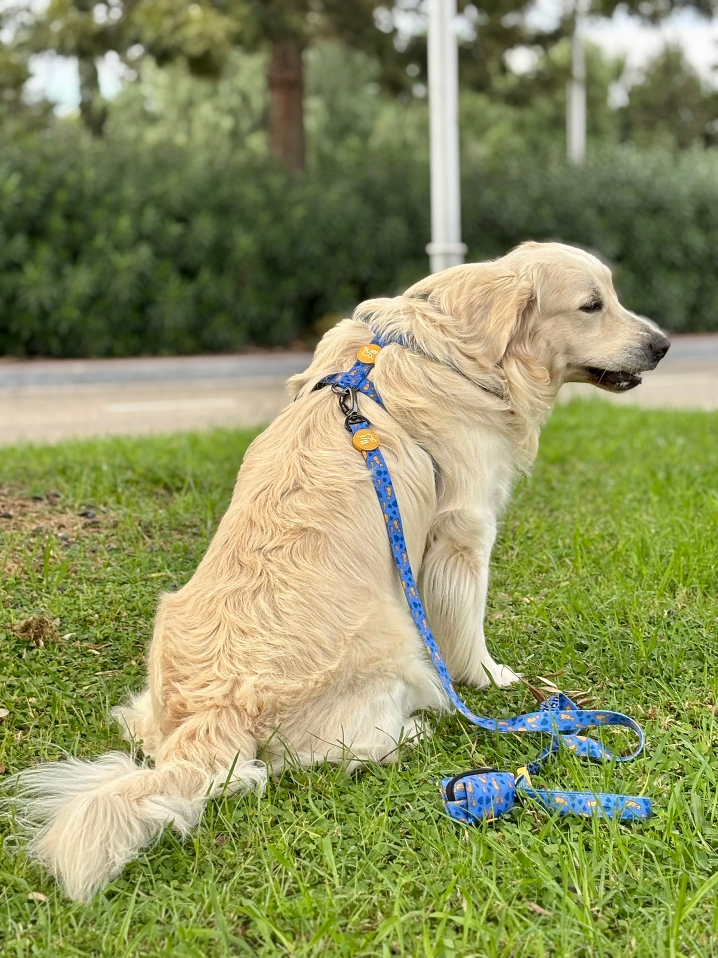 ARNÉS CLÁSICO H LEOPARDO