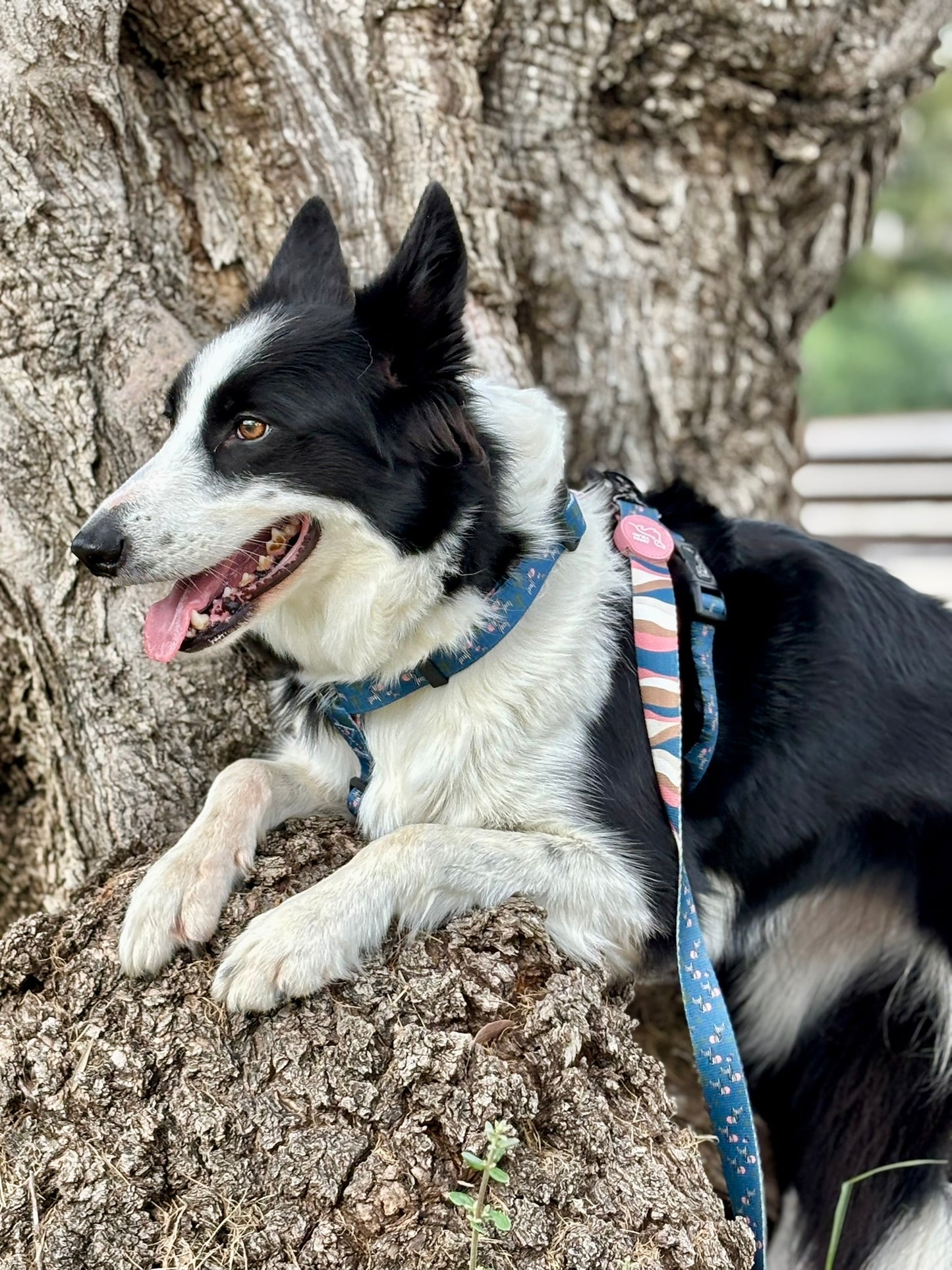 ARNÉS CLÁSICO H ZEBRA