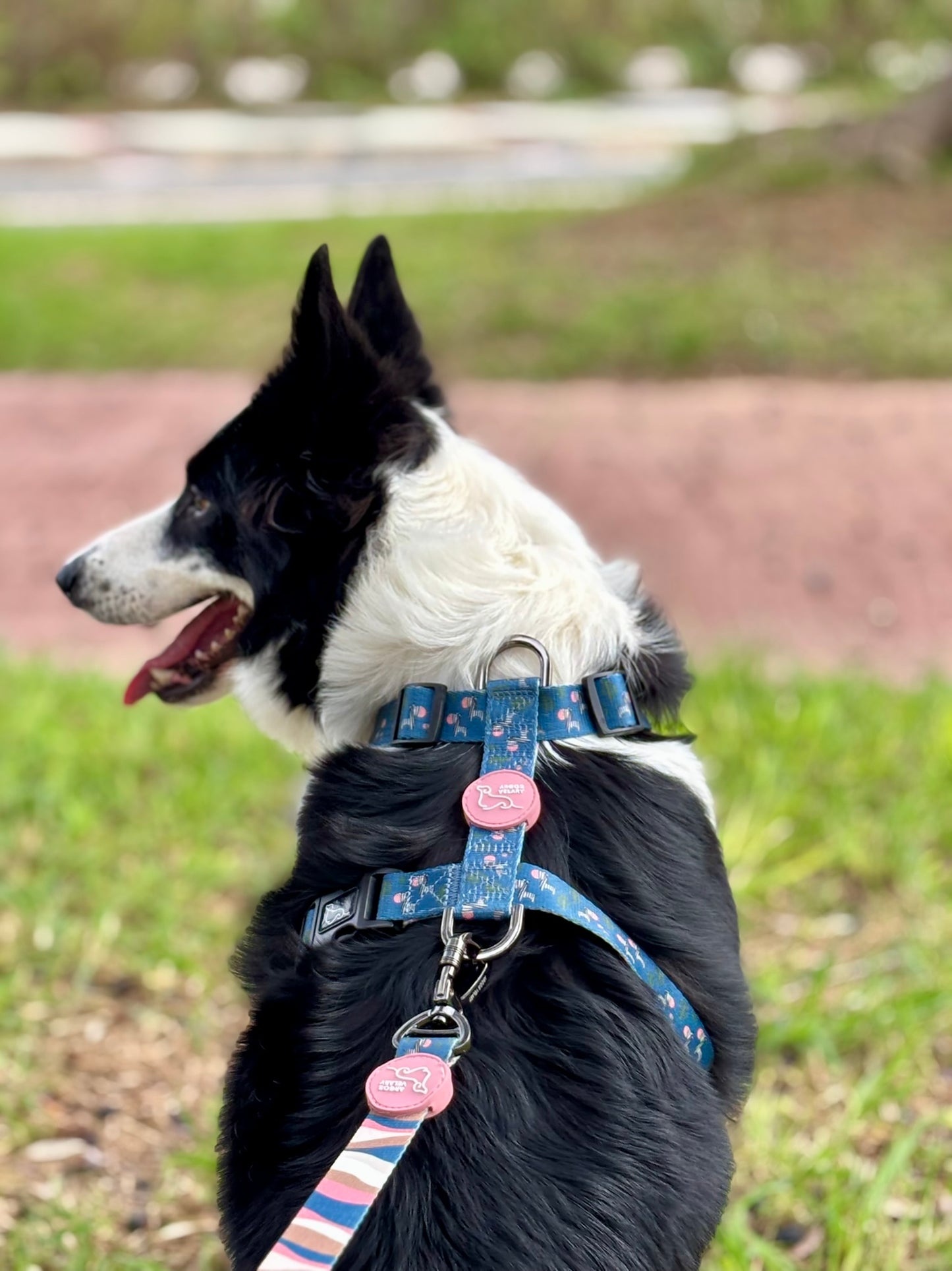 ARNÉS CLÁSICO H ZEBRA