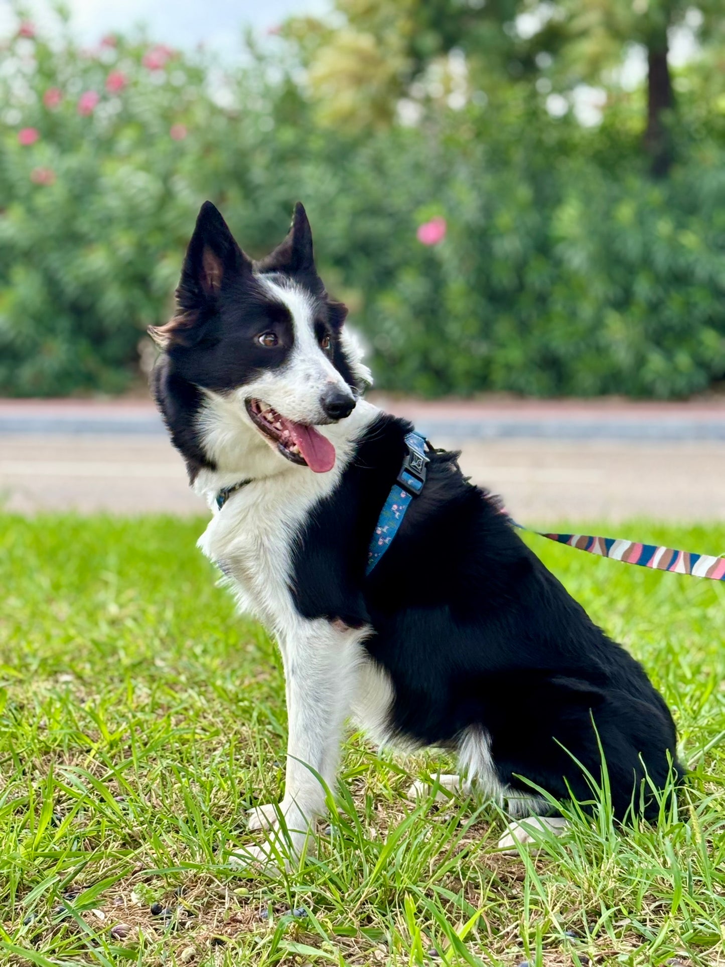 ARNÉS CLÁSICO H ZEBRA