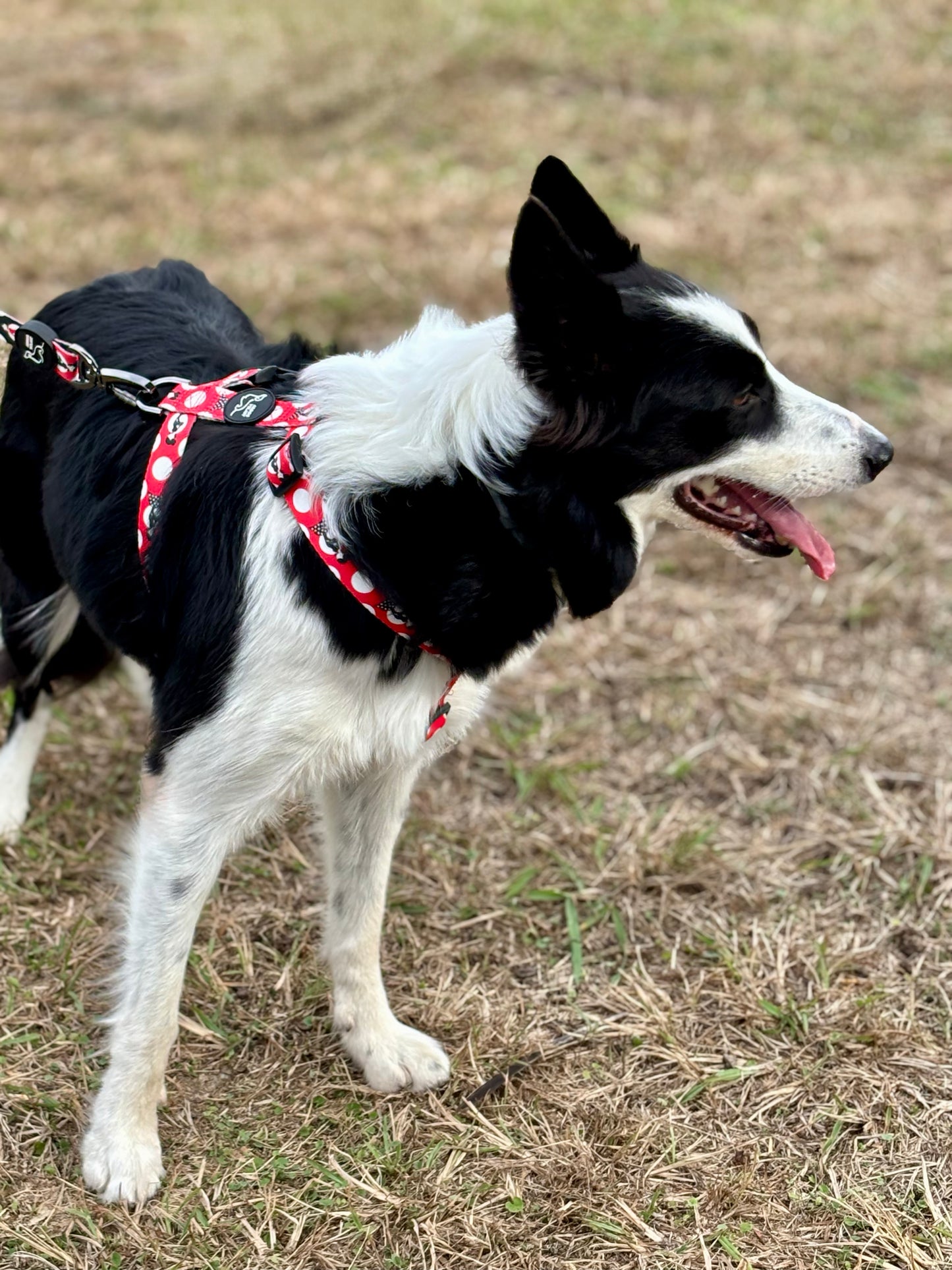 ARNÉS CLÁSICO H TOPOS