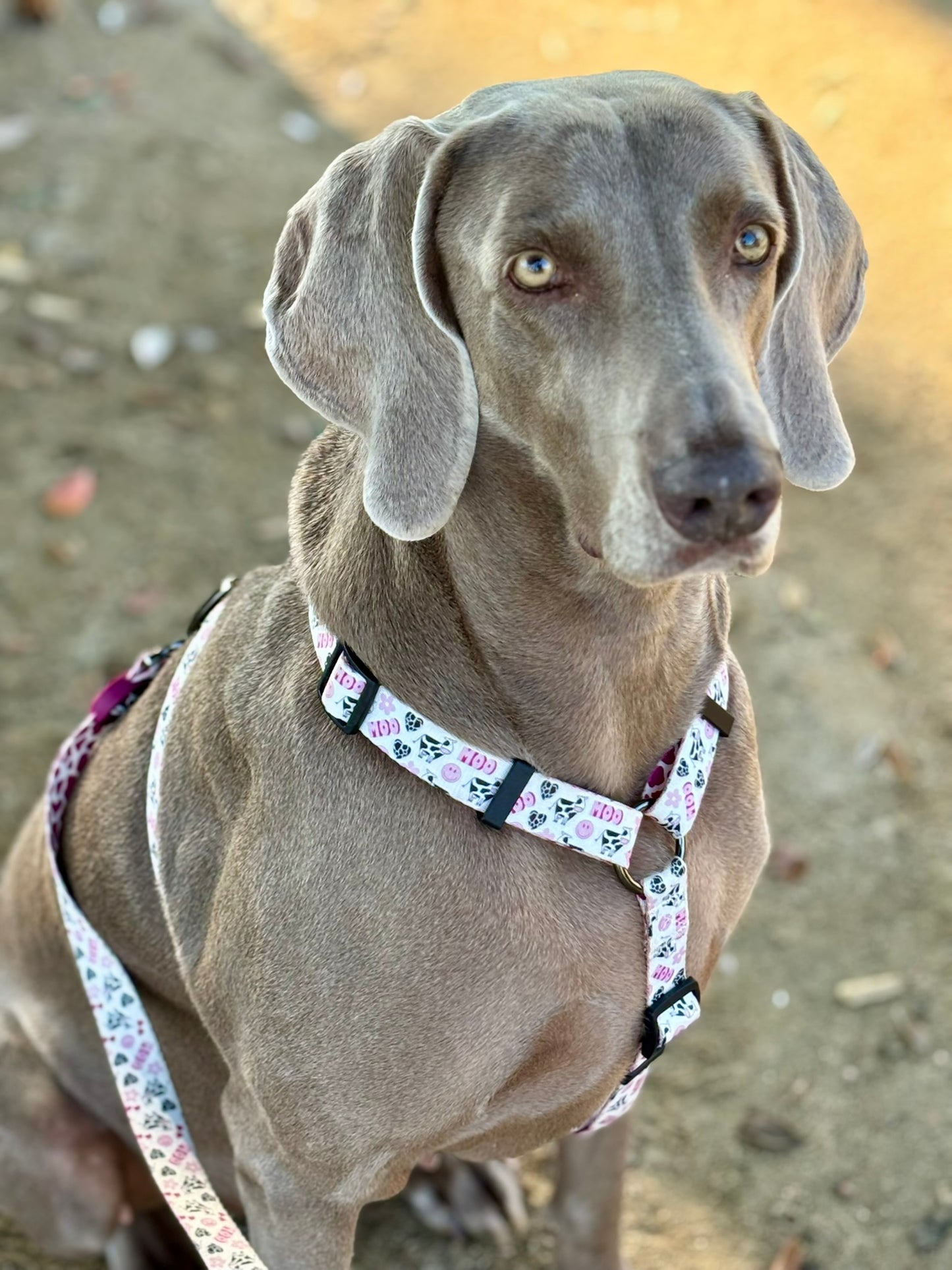 ARNÉS CLÁSICO H VACA