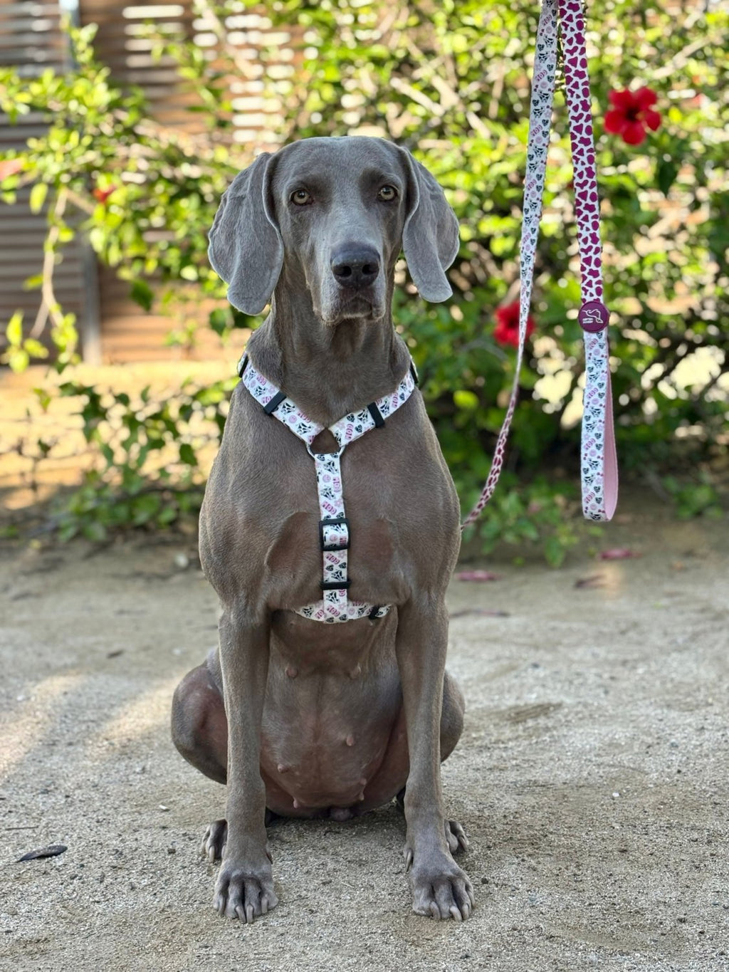 ARNÉS CLÁSICO H VACA - ARGOS VELARY