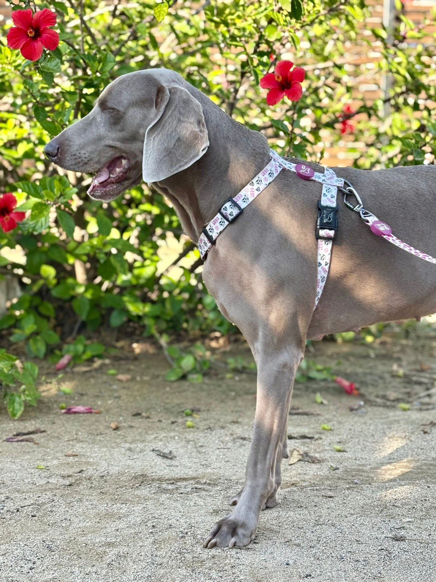 ARNÉS CLÁSICO H VACA