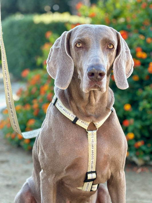 ARNÉS CLÁSICO H ARGOS VELARY