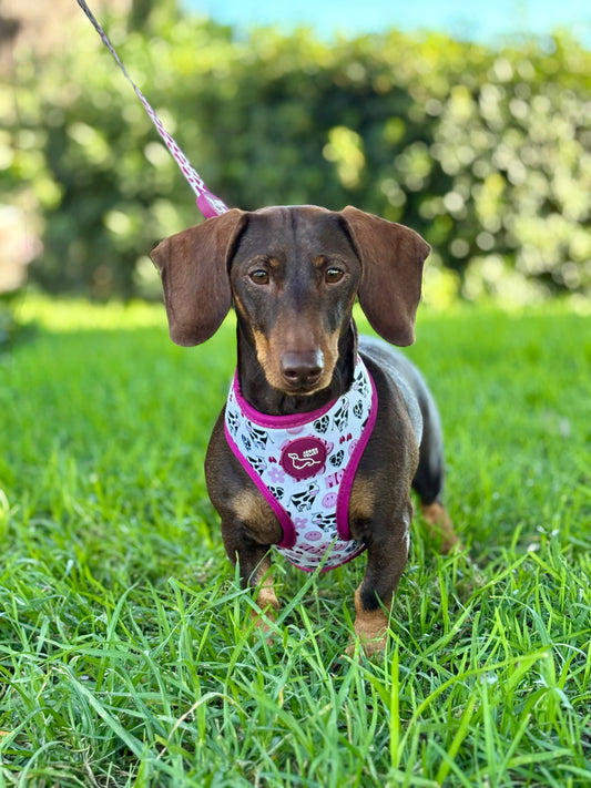 ARNÉS REVERSIBLE VACA